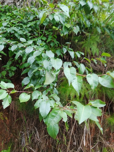 Pyrus koehnei — photo