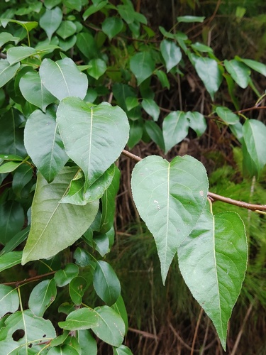 Pyrus koehnei