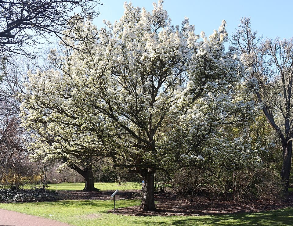 Pyrus korshinskyi (Korzhinskyi pear) — photo