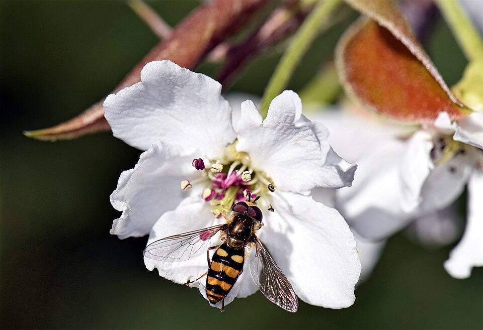 Pyrus lindleyi (Sand pear) — photo
