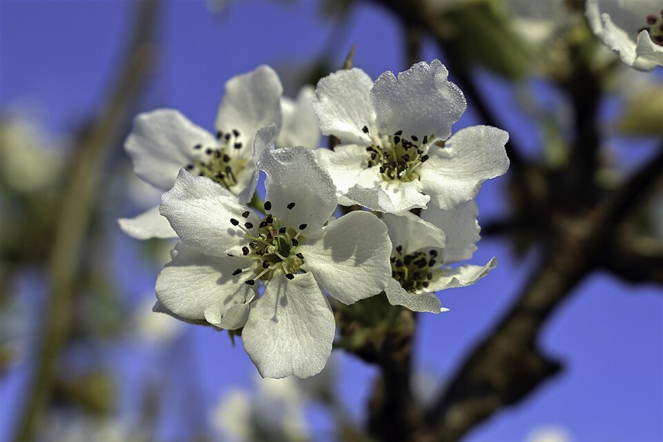Pyrus lindleyi (Sand pear) — photo