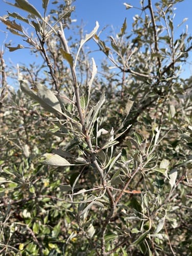 Pyrus medvedevii (A wild pear) — photo