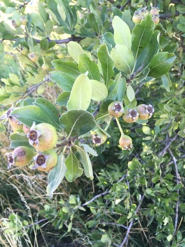 Pyrus nivalis (Snow pear) — photo