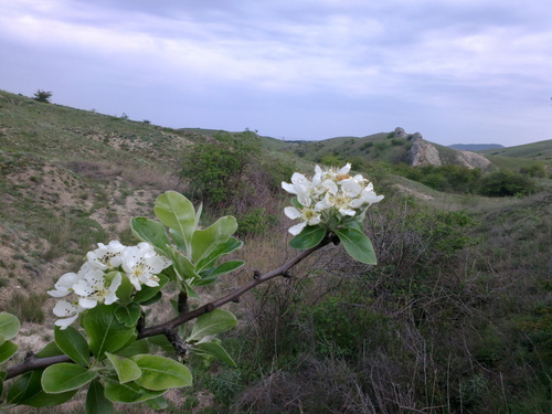 Pyrus nivalis