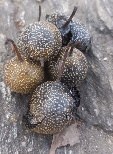 Pyrus pashia (Wild Himalayan Pear) — photo