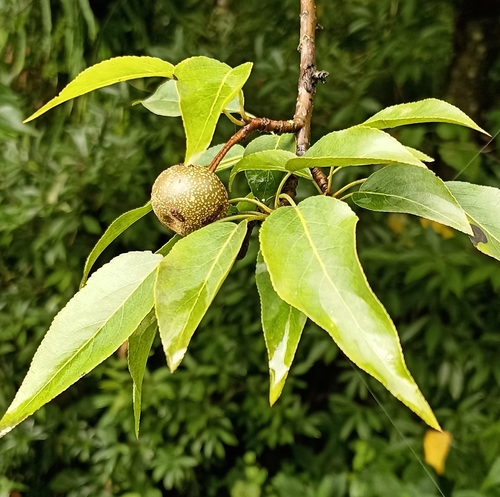 Pyrus pashia var. kumaoni