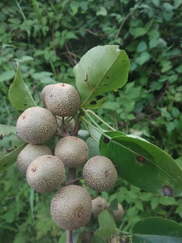 Pyrus pashia var. kumaoni — photo