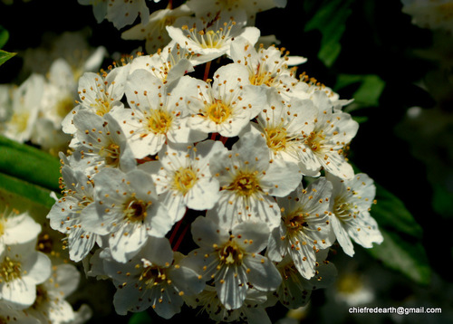 Pyrus pashia var. kumaoni — photo