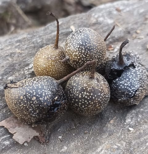 Pyrus pashia