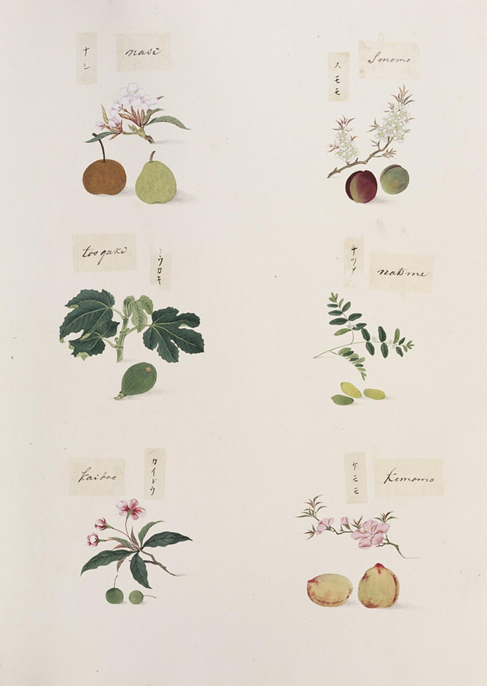 Pyrus persica