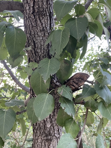Pyrus phaeocarpa — photo