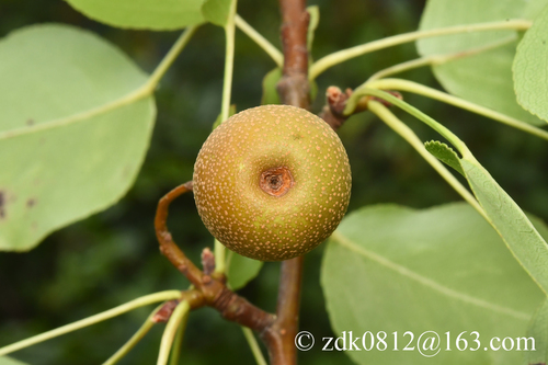 Pyrus phaeocarpa — photo
