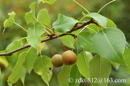 Pyrus phaeocarpa