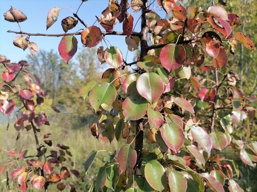 Pyrus pyraster (Wild pear) — photo