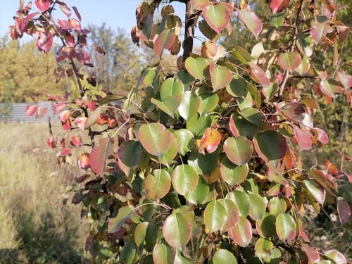Pyrus pyraster (Wild pear) — photo