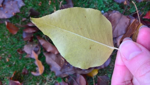 Pyrus pyrifolia (Asian pear) — photo