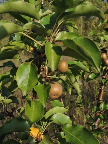 Pyrus pyrifolia