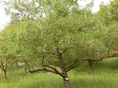 Pyrus salicifolia (Willow leaf pear) — photo