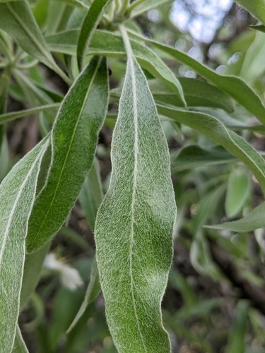 Pyrus salicifolia (Willow leaf pear) — photo