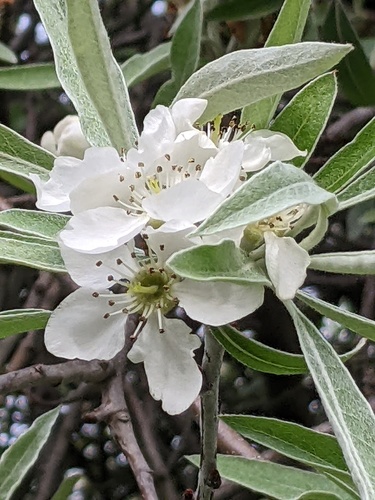 Pyrus salicifolia