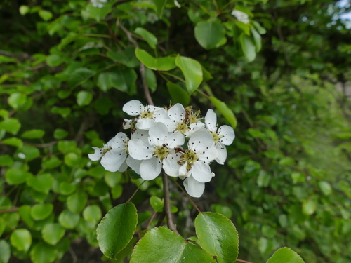 Pyrus serikensis (Serik crab) — photo