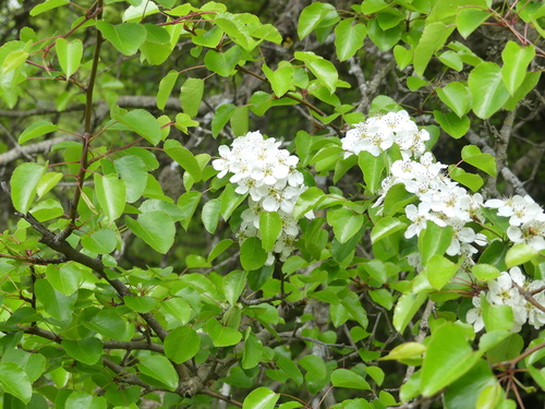 Pyrus serikensis (Serik crab) — photo