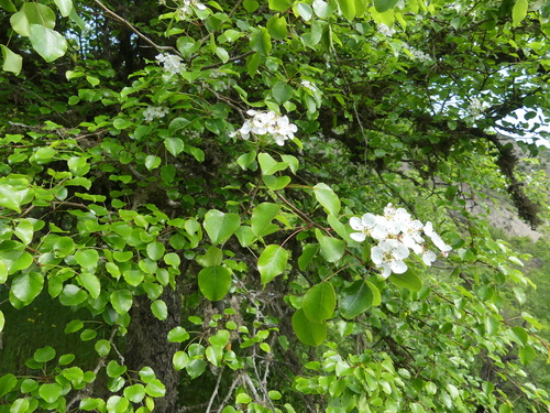 Pyrus serikensis