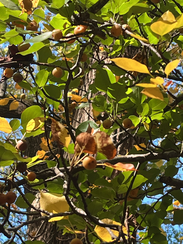 Pyrus serrulata — photo