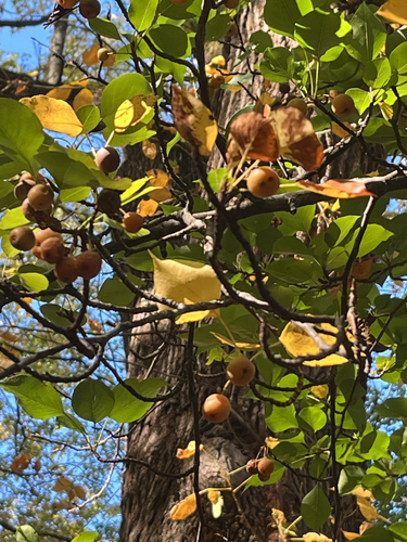 Pyrus serrulata