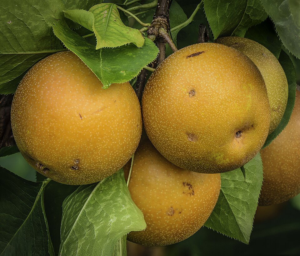 Pyrus sohayakiensis