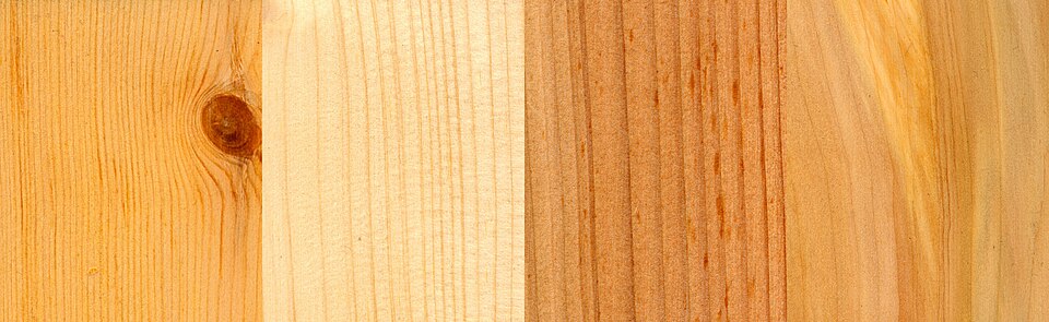 Pyrus sylvatica (Heitup) — photo