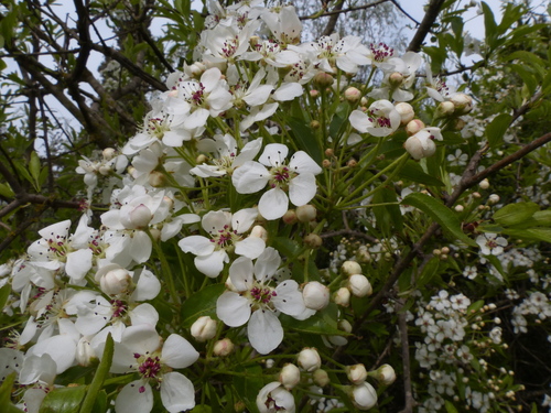 Pyrus syriaca (Wild pear) — photo