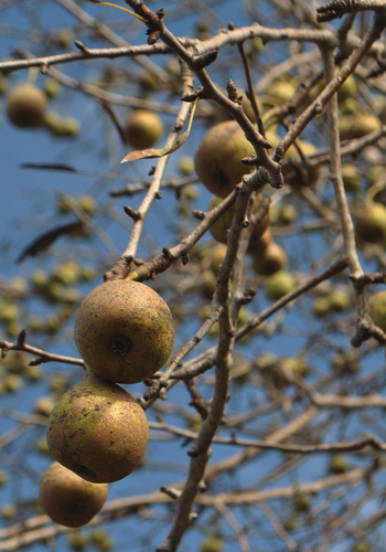 Pyrus syriaca (Wild pear) — photo