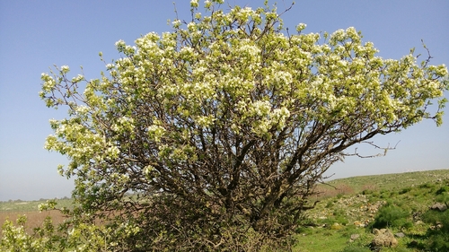 Pyrus syriaca