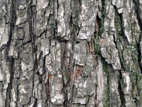 Pyrus turcomanica (Turkmen pear-tree) — photo
