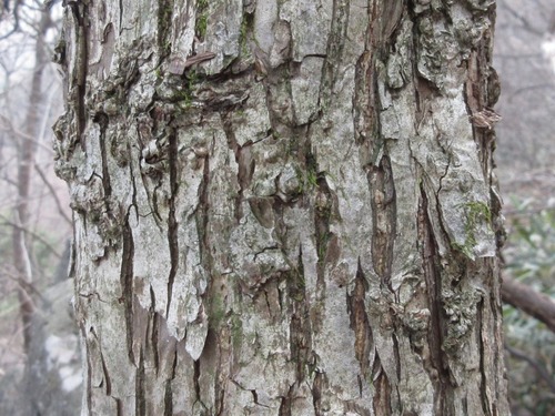 Pyrus ussuriensis (Chinese Asian pear) — photo