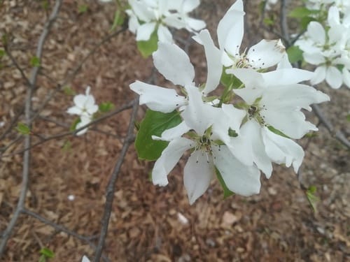 Pyrus ussuriensis var. ovoidea