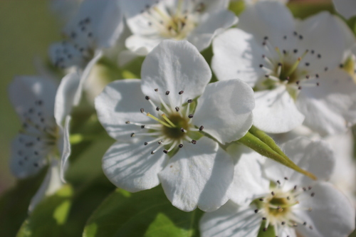 Pyrus ussuriensis (Chinese Asian pear) — photo