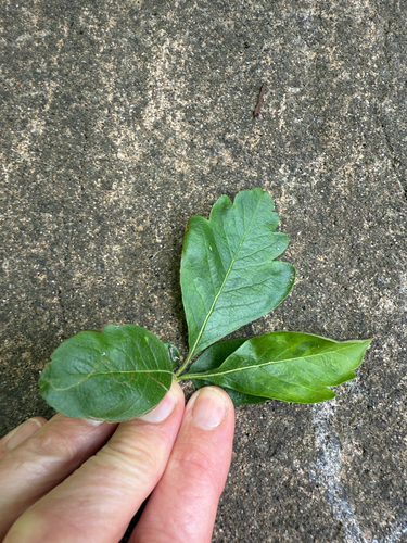 Pyrus x domestica (Pear) — photo