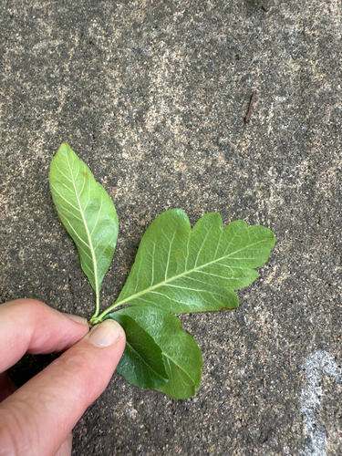Pyrus x domestica (Pear) — photo