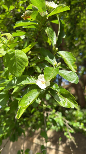 Pyrus x lecontei