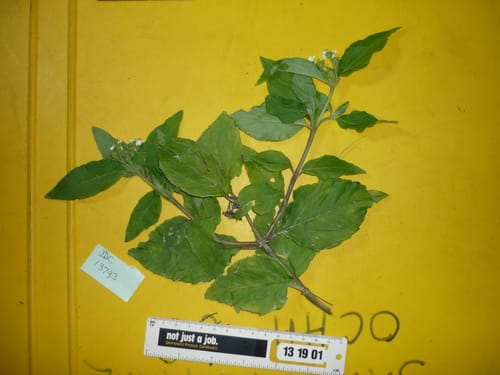 Quadribractea moluccana — photo