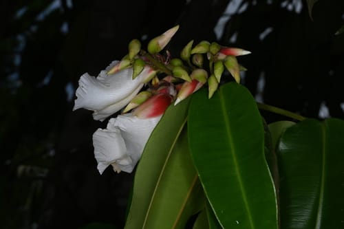 Qualea acuminata (Acumiate qualea) — photo