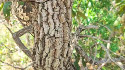 Qualea grandiflora — photo