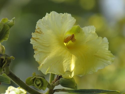 Qualea grandiflora — photo