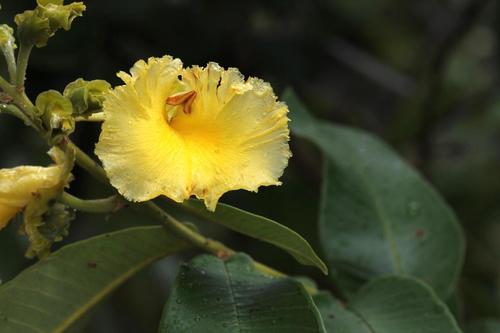 Qualea grandiflora