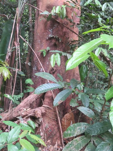 Qualea paraensis (Para qualea) — photo