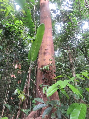 Qualea paraensis (Para qualea) — photo