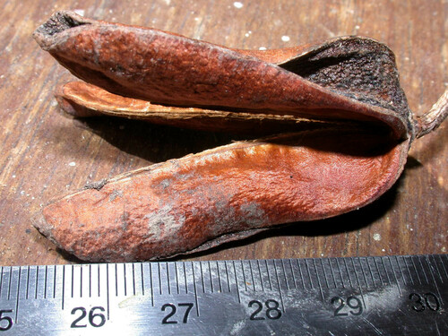 Qualea paraensis