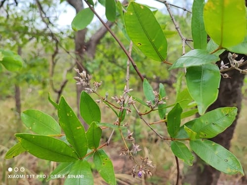 Qualea parviflora — photo